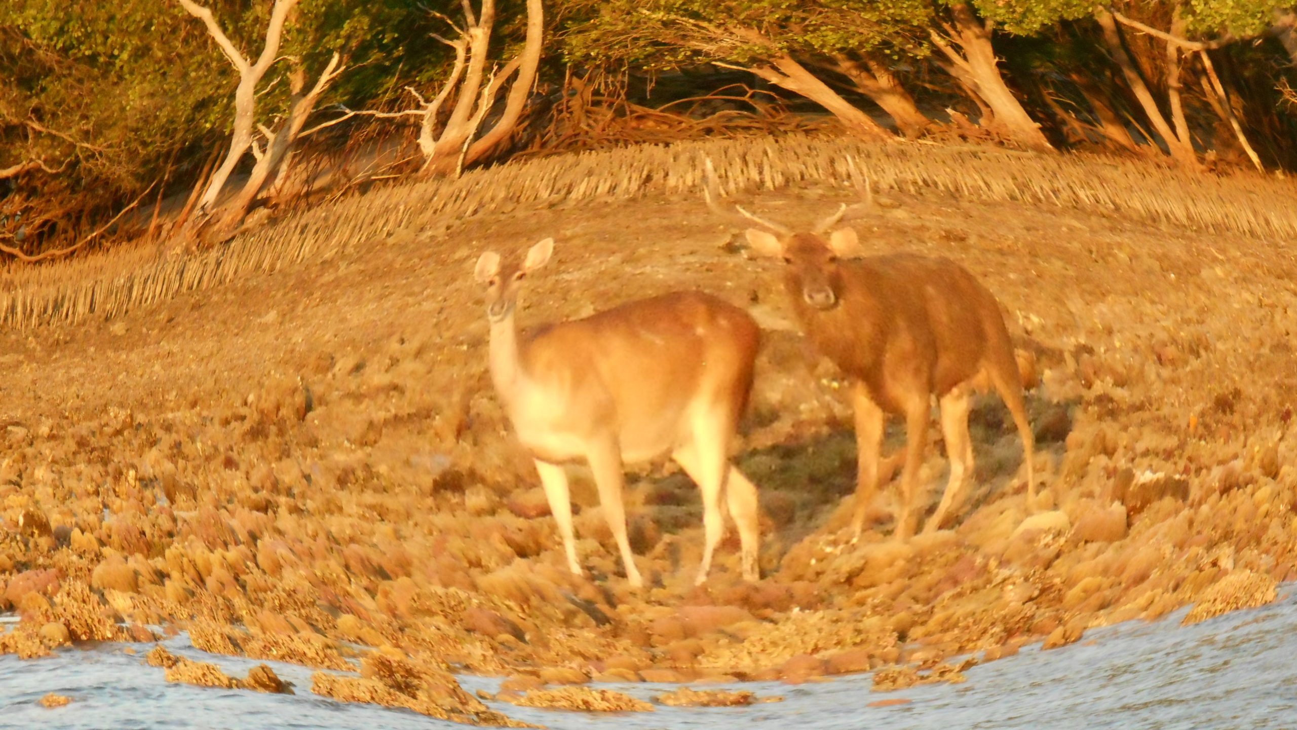 "apear deers"