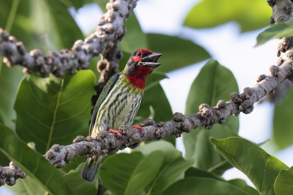 "barbet"