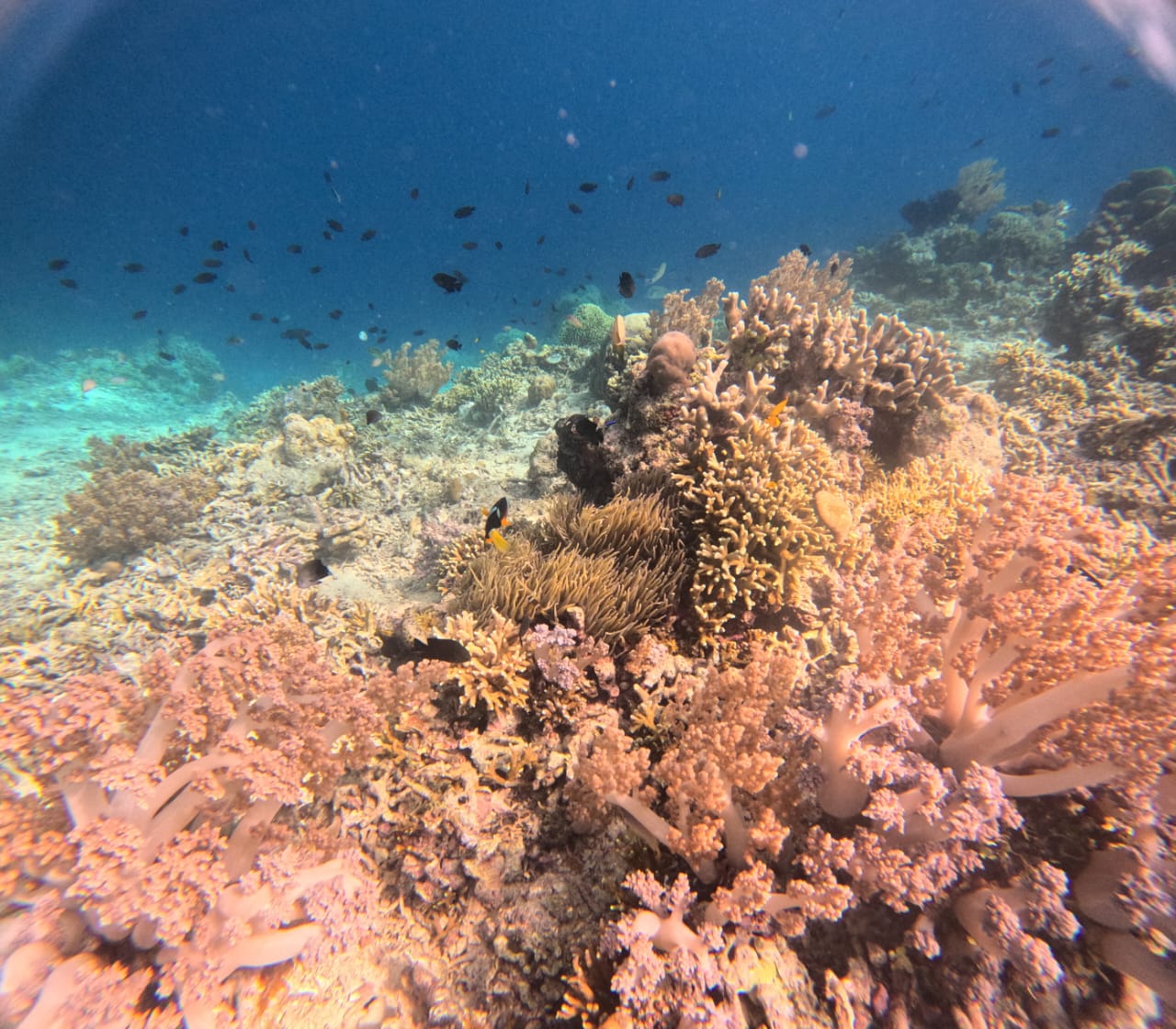 "marinelife in menjangan island"