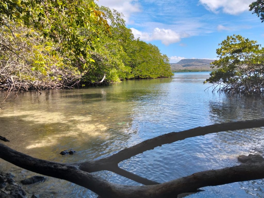 "mangrove tour"